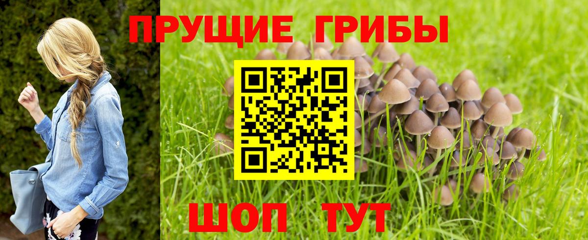 Псилоцибиновые грибы GOLDEN TEACHER Ликино-Дулёво